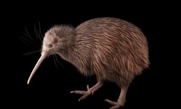 说它是鸟，却没有翅膀和尾巴，说它是兽，却只有两条腿，是啥奇葩