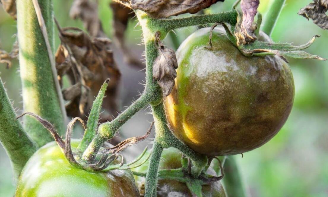 西红柿晚疫病和灰霉病怎么区别,西红柿早疫病和晚疫病有什么区别