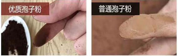 买灵芝孢子粉吃,买灵芝需要注意什么