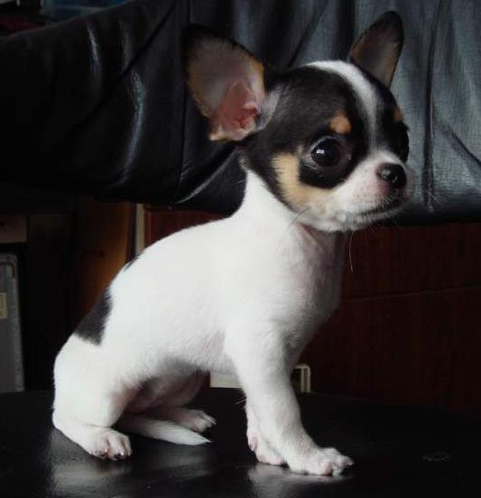 世上最罕见的狗品种图片,全世界狗品种视频