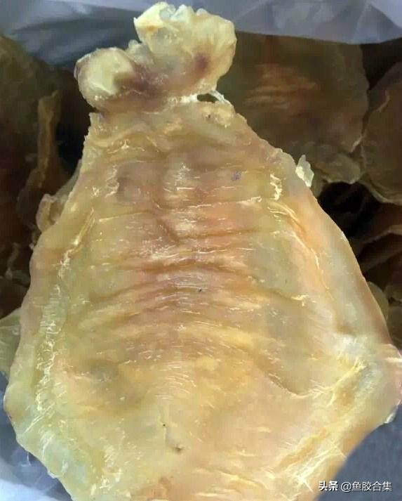 鱼胶品种介绍赤嘴鱼胶价格,鱼胶赤嘴图片