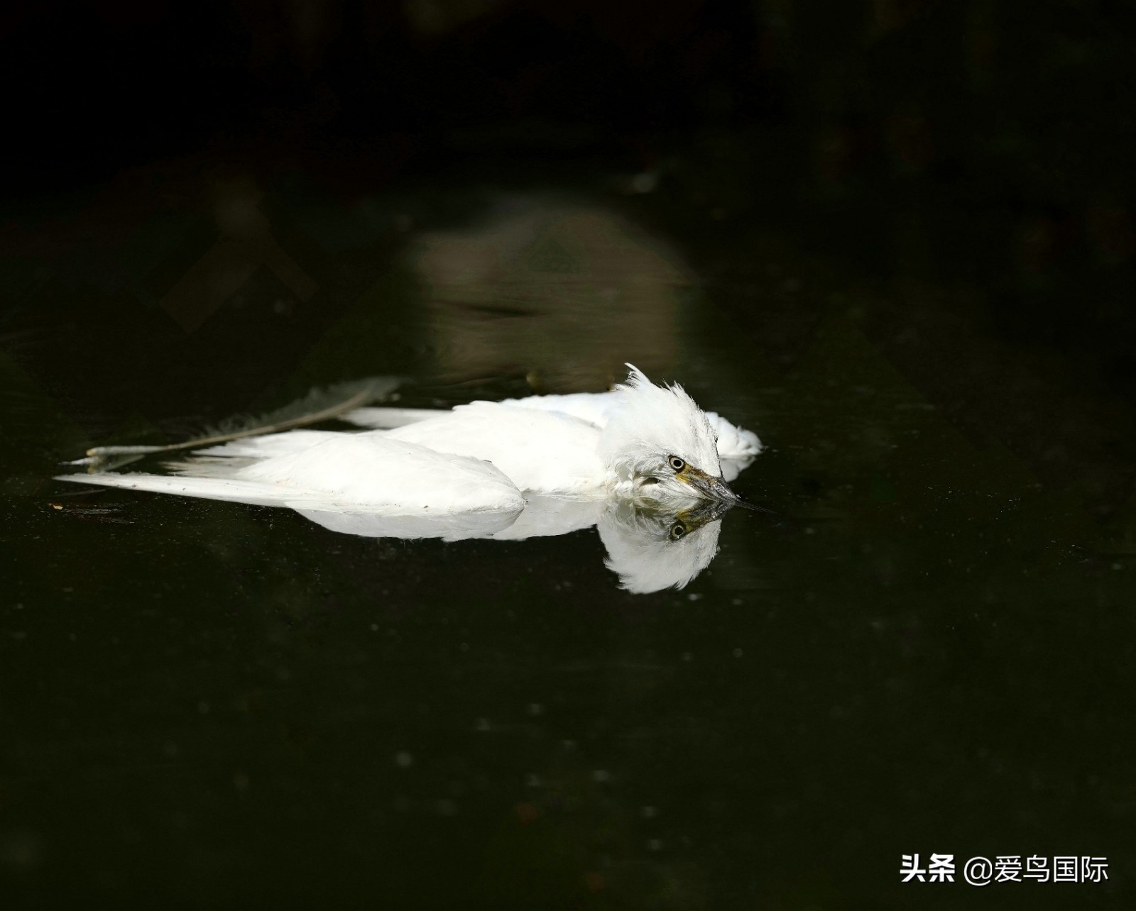 鸟类图片大全大图观赏,鸟类照片合集