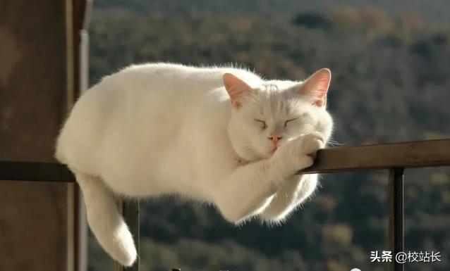 治愈系猫咪图片蓝猫,猫咪分享一组治愈系猫咪