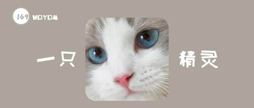 猫咪的眼睛黑色多是怎么回事,猫咪的眼睛可以看到几种颜色