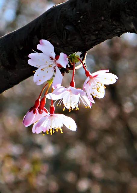 中国最稀少樱花品种阳光樱,樱花品种推荐之迎春樱