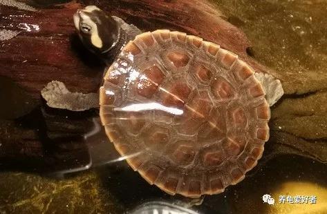 深水龟有哪些品种不需要晒台,斑点龟属于深水龟吗