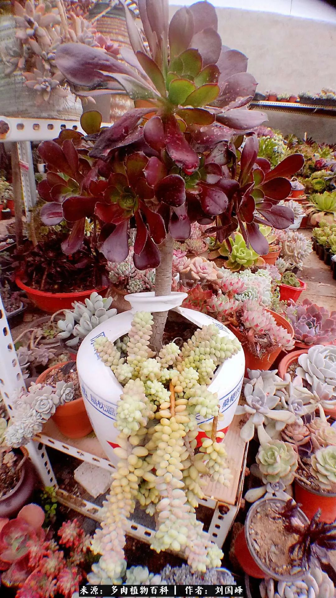 七百元打造的多肉王国，你还缺什么？