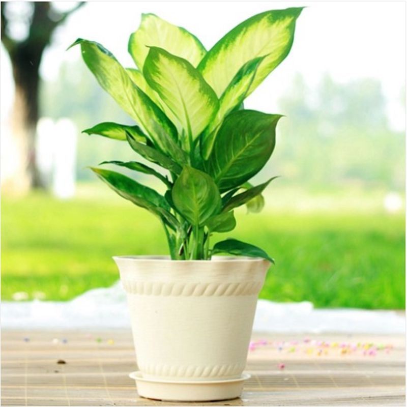 新装修的房子放什么植物去甲醛好,新装修的房子什么植物可以去甲醛