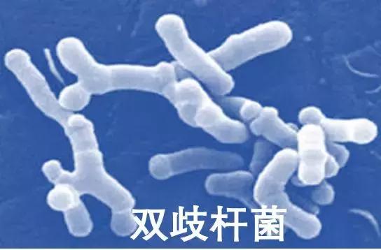 优始益生菌,优始