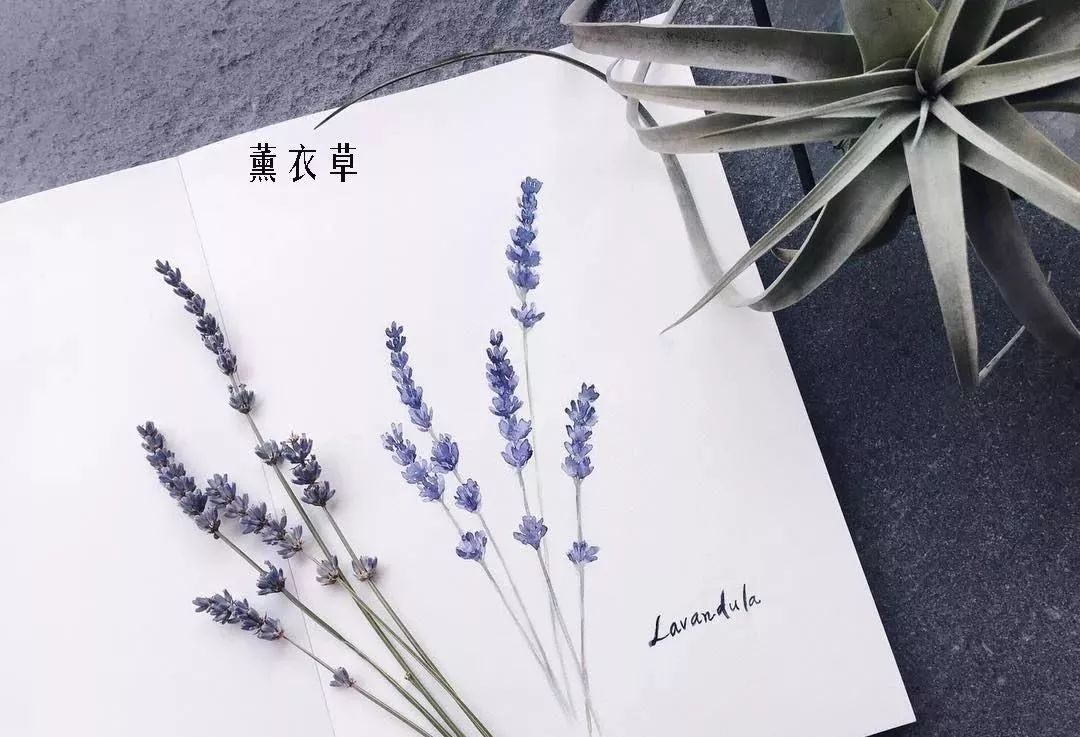 鲜花店常见花材品种大全,花店里同款的两种不同价格的花材