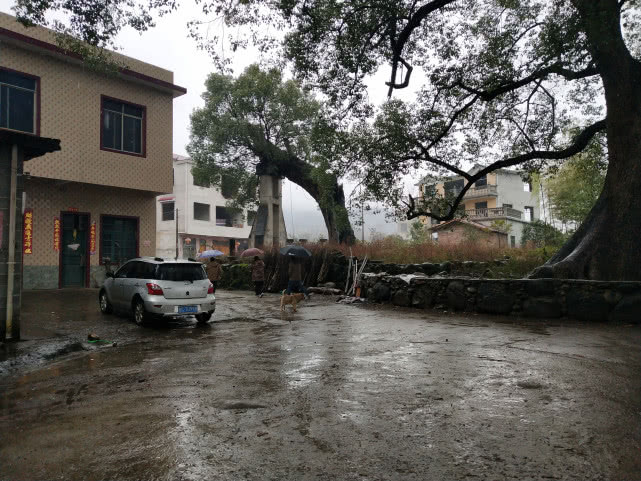 千年的古樟,亲历千年古樟重生