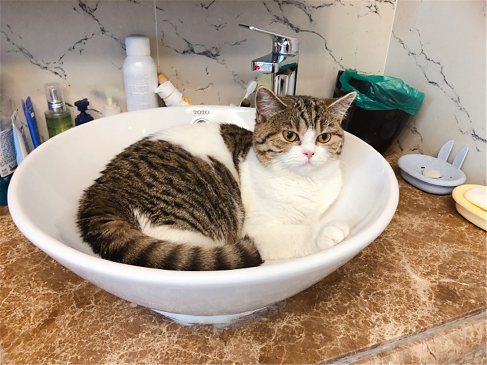 猫毛会引起过敏？唾液、皮屑才是根源，铲屎官需做好三点预防措施