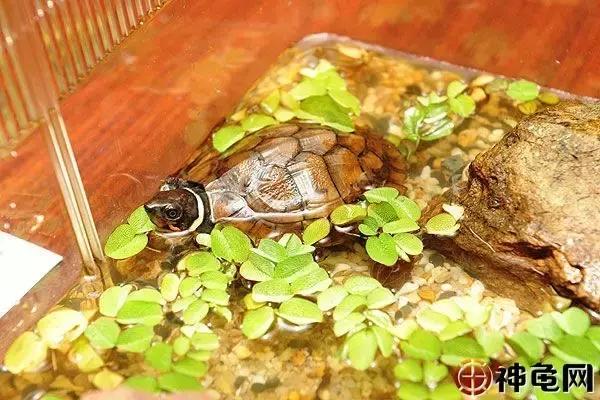 陆龟和半水龟有什么区别,最易饲养的偏陆半水龟