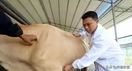 牛误食铁钉有什么症状,牛误食了铁钉怎么处理