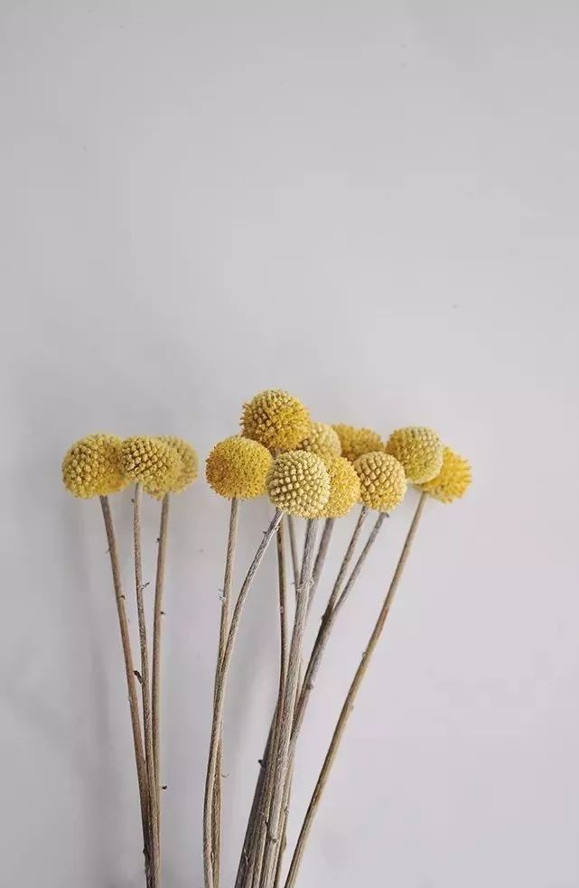 鲜花和干花的不同美感,有哪些花可以制作干花