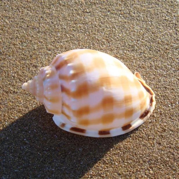 有升值价值的珍珠,9-10mm珍珠价格多少一克