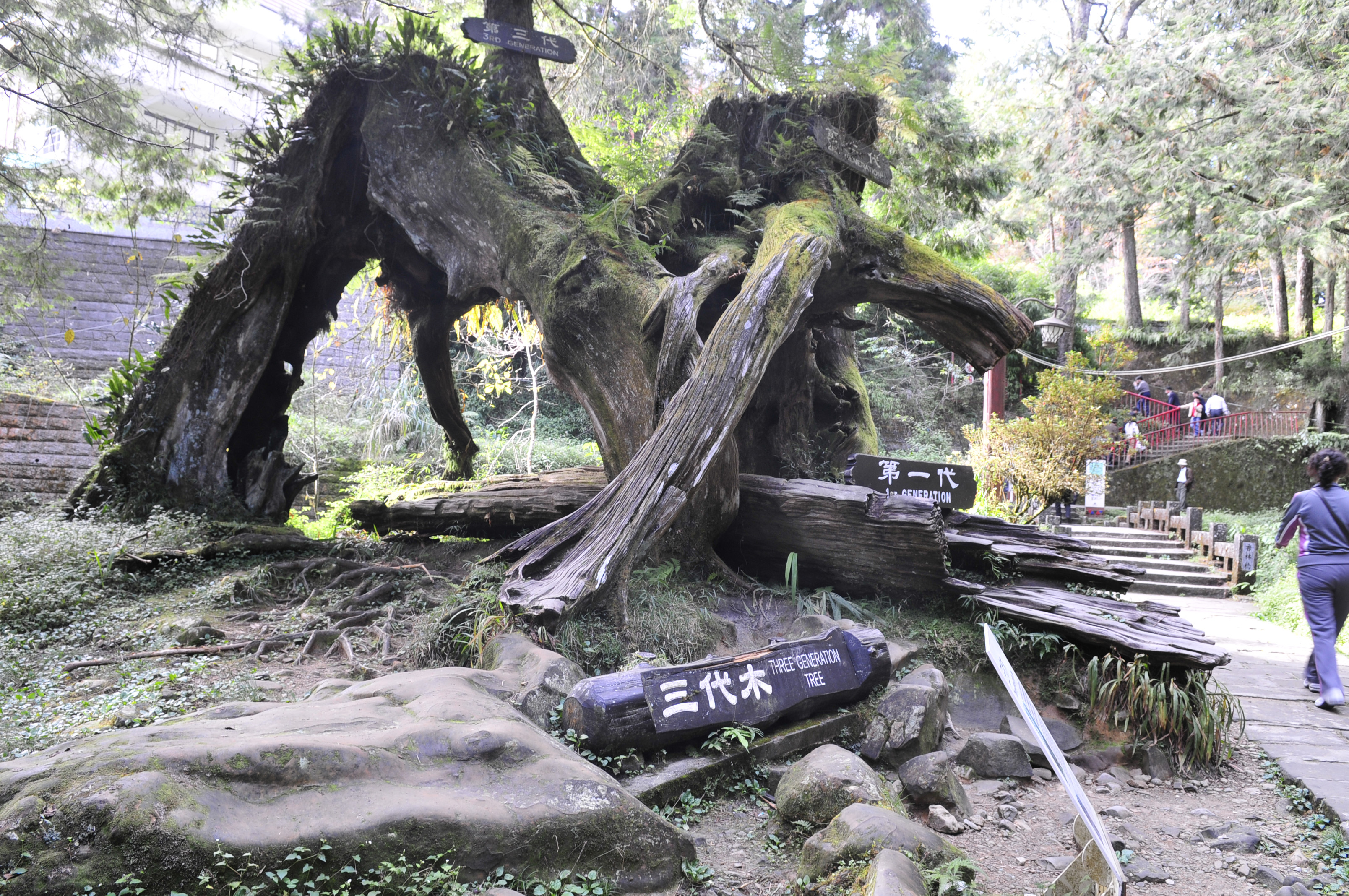 阿里山的故事告诉我们什么,台湾古树的故事