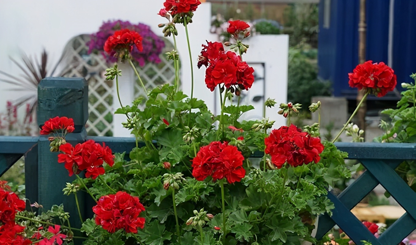 这种花别乱浇水水越多越不开花,这种花不怕冷好养易活