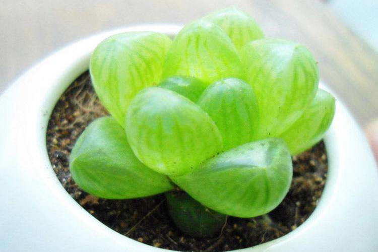 猫咪家庭不能养的植物,猫咪绝对不能碰的5种植物