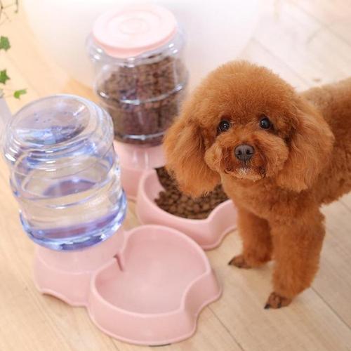 为什么泰迪犬最让人讨厌,为什么泰迪犬越来越懂事