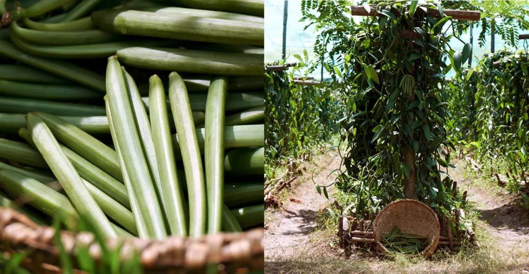 花西子推出奶油唇膏,花西子新产品研发