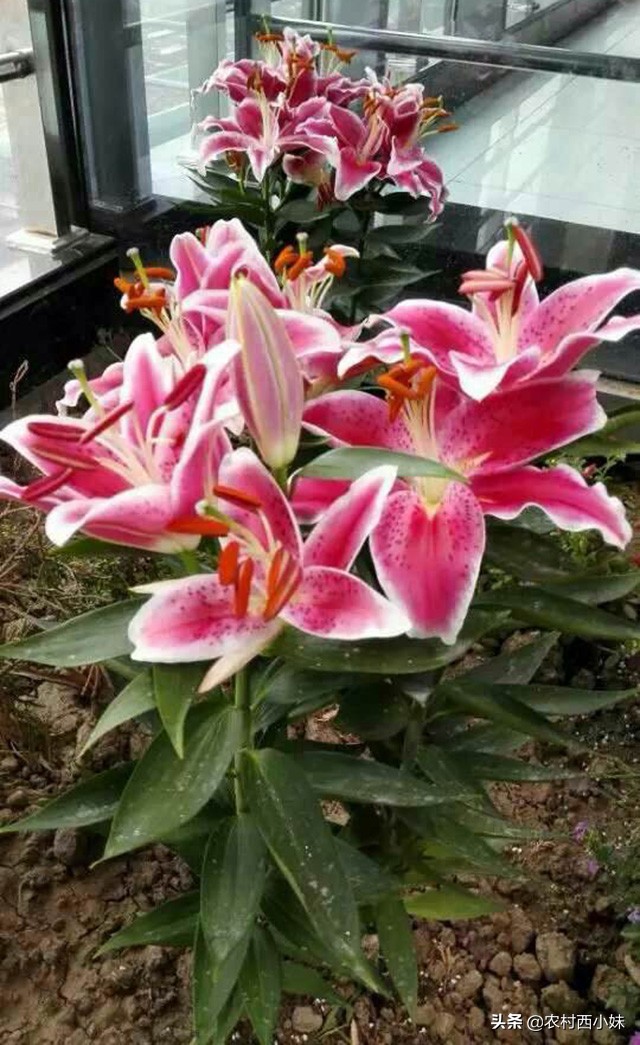 香水百合怎么养才会花开不断,如何养香水百合才可以养好呢