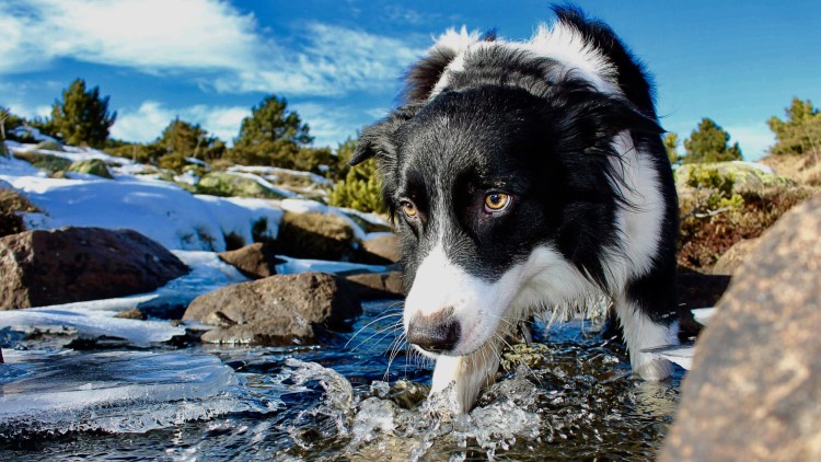 千万不要给狗狗吃这几种水果,这些水果千万别再给狗狗吃了