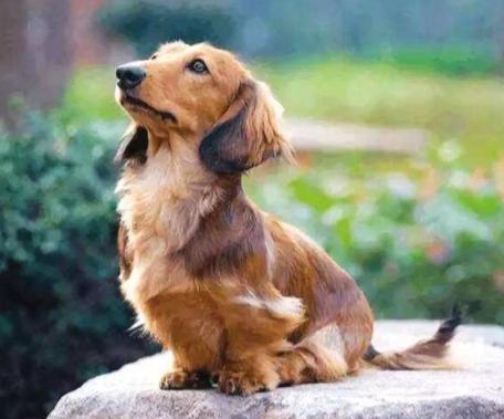 狗狗太怕铲屎官该怎么办,狗狗坚决不想走路跟铲屎官杠到底