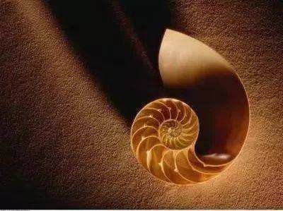 鹦鹉杯古墓出土视频,古墓里的鹦鹉杯