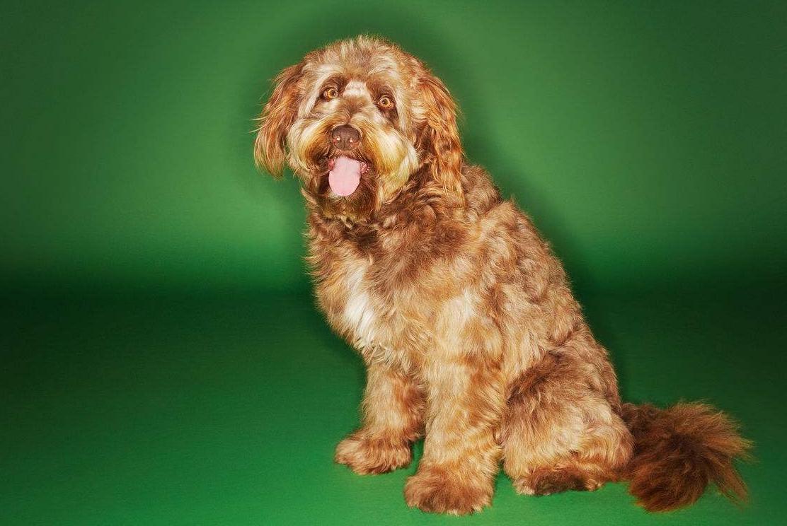 最聪明的十大狗狗品种介绍,史上最全的狗狗品种记得收藏