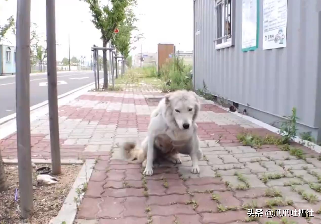 流浪狗身体长了瘤,流浪狗得肿瘤被主人遗弃