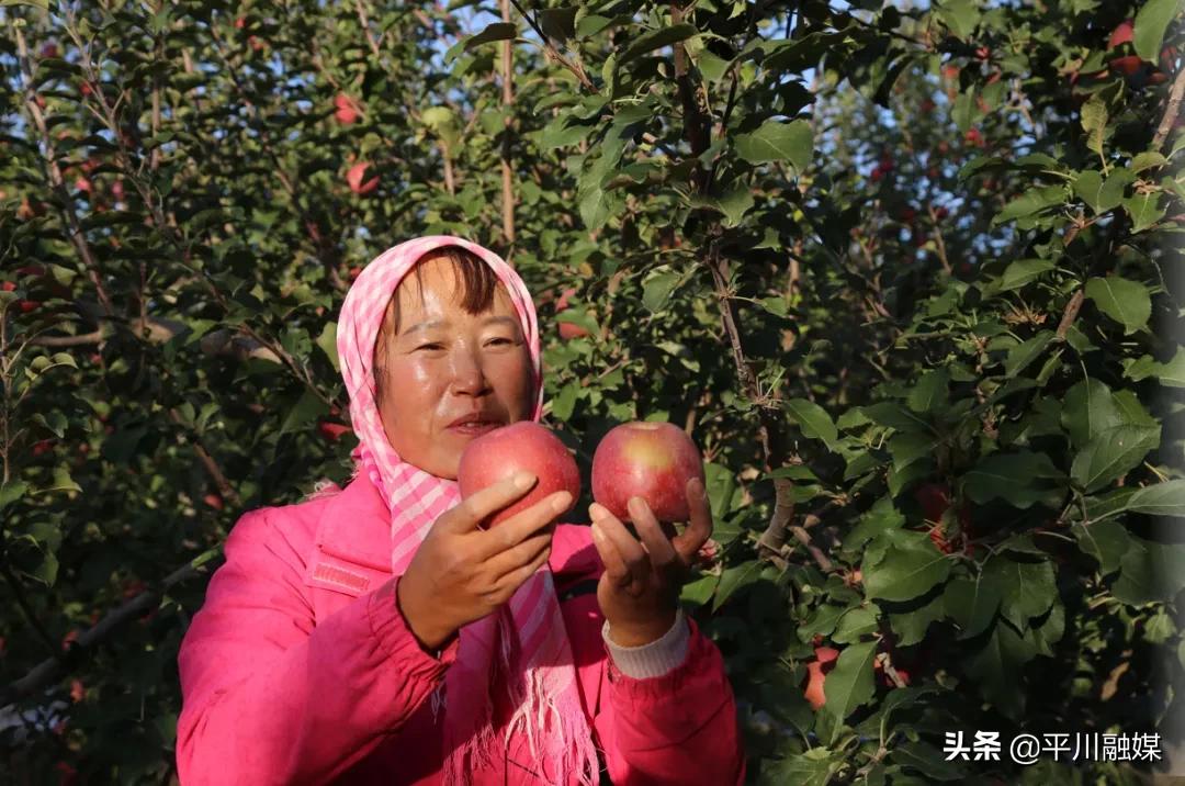 又香又脆又甜的苹果,好吃的苹果又脆又甜青苹果