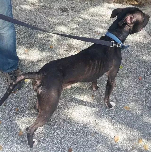 缉毒犬会染上毒瘾吗知乎文章,缉毒犬染上毒瘾怎么办