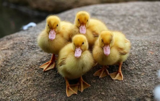 云南孔雀鸡,孔雀下蛋不愿孵蛋