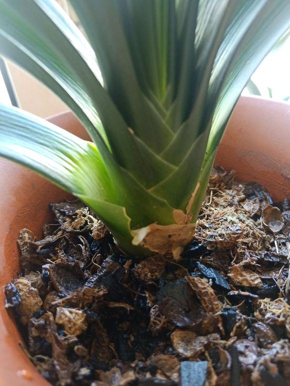 君子兰根部长了小虫怎么办,君子兰死了根部冒出小芽怎么办