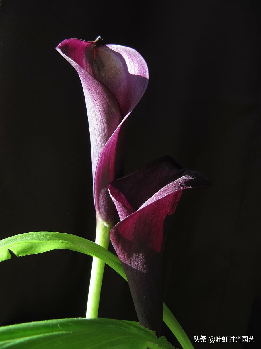 五彩马蹄莲花期后一直放盆里行吗,马蹄莲的开花后养殖方法彩色