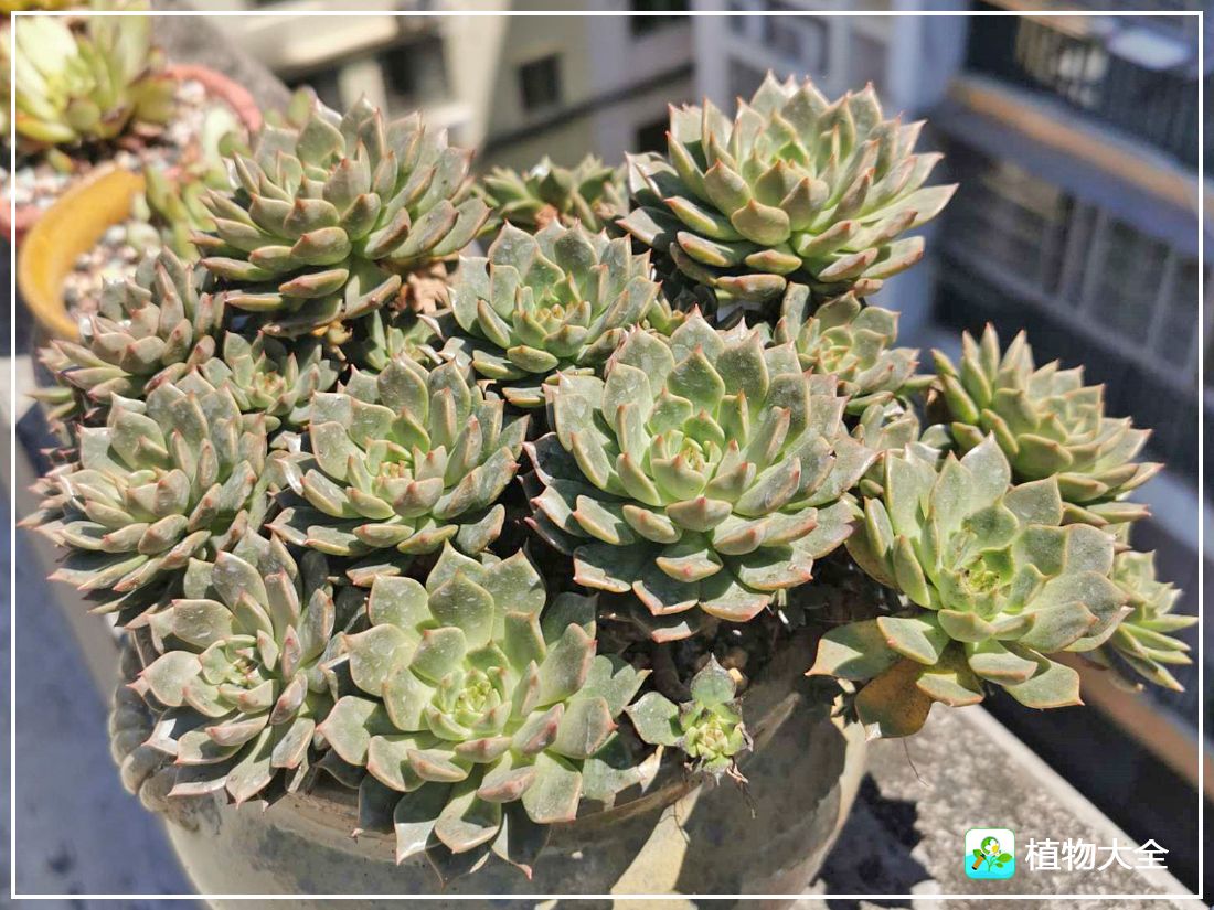 艾格尼亚多肉植物,多肉植物奥利维亚