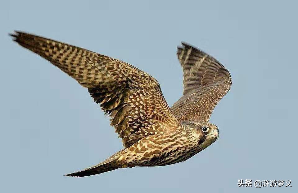 常见但是说不出名字的动物,六种不常见的鸟