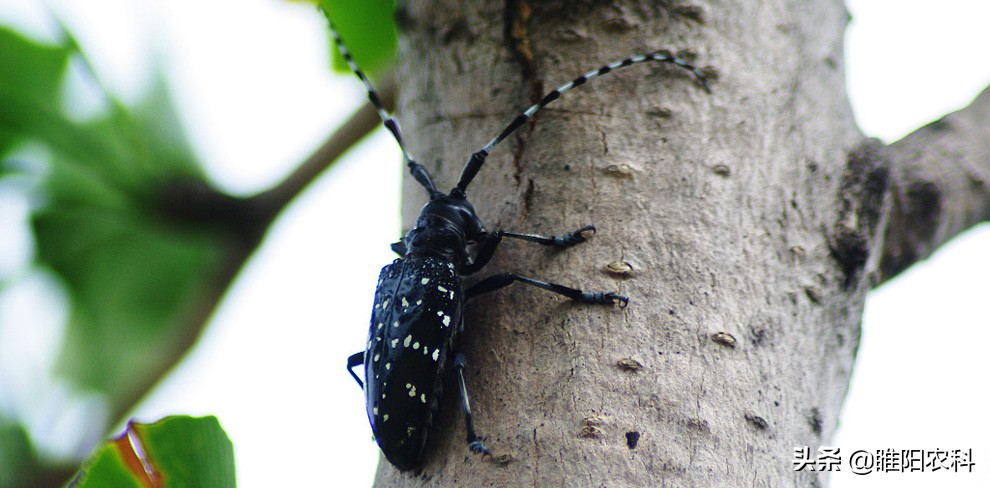 樱桃树防治红颈天牛用什么药,灭杀天牛用什么药最好