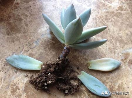 多肉经常掉叶怎么办,多肉老是掉叶子怎么办