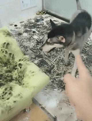 狗吃醋起来比男朋友还难哄,狗子这才是哄女朋友的正确方式