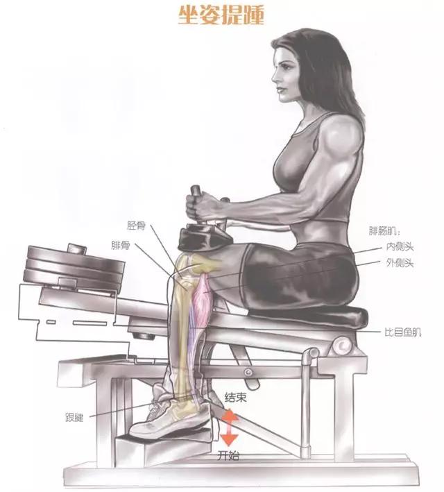 腿部前侧肌肉的训练方法,腿部核心稳定训练
