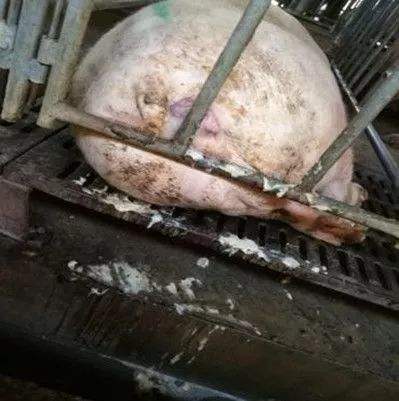 母猪子宫内膜炎中草药治疗方法,母猪子宫内膜炎的特效药