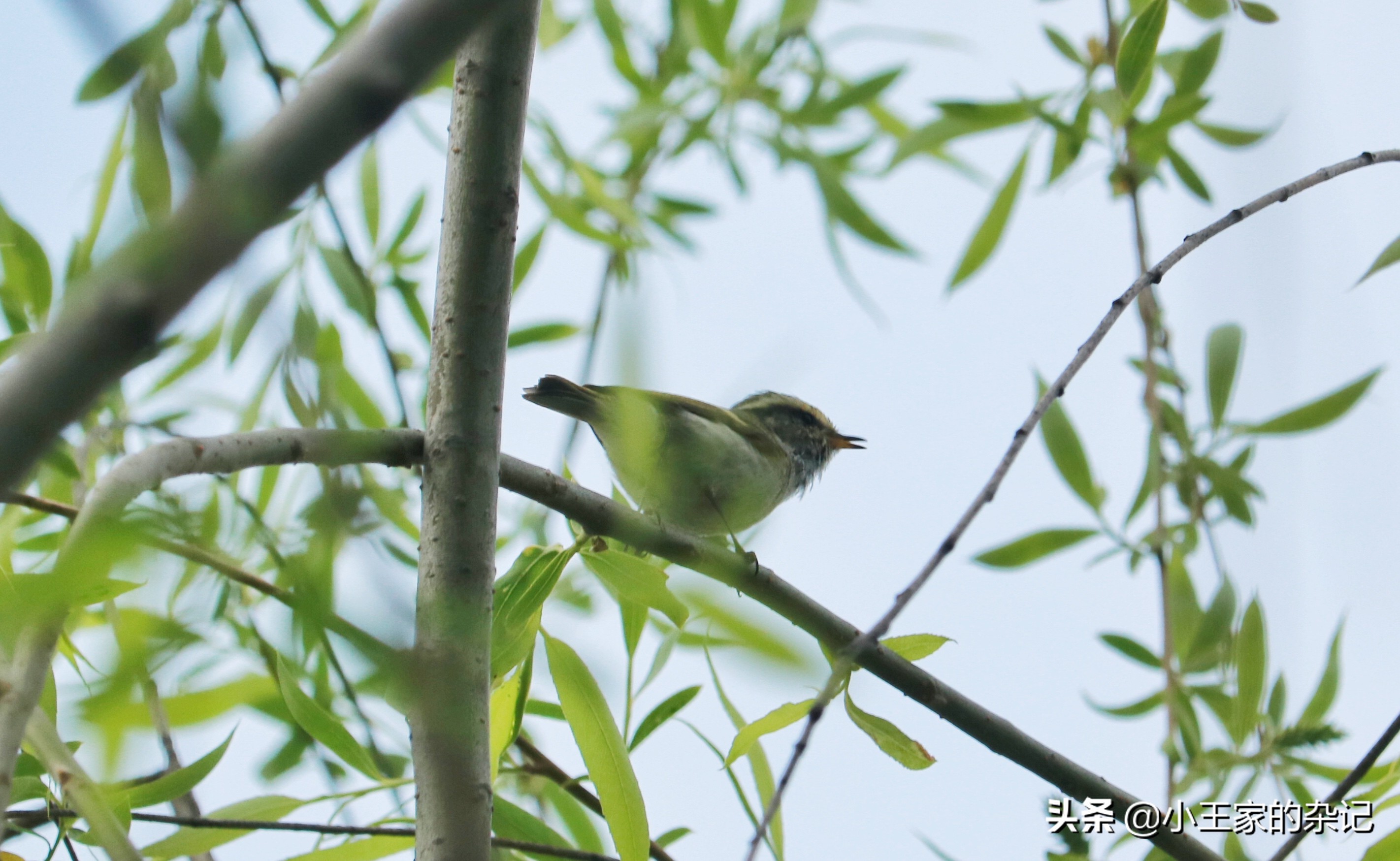 国际爱鸟日天桥岭,国际爱鸟日