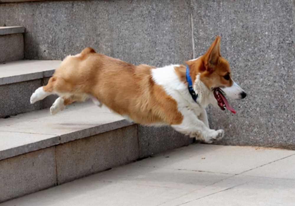 狗狗来大姨妈会难受么?应该怎么护理才能帮助狗狗度过这个时期?