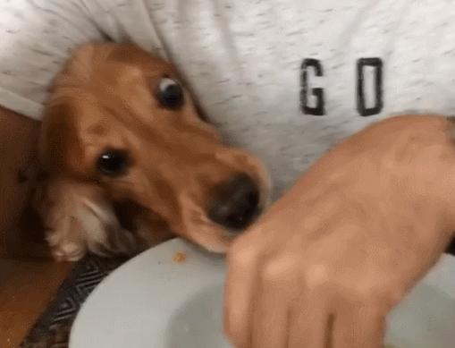 为什么狗的舌头那么长,狗的舌头为啥会长毛