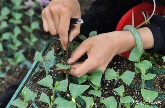 早春大棚西瓜种植管理技术,春季大棚西瓜种植技术完整版