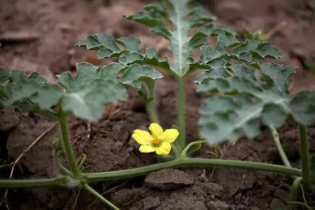 西瓜坐瓜期控旺药能用吗,西瓜在坐瓜时可以施肥浇水吗