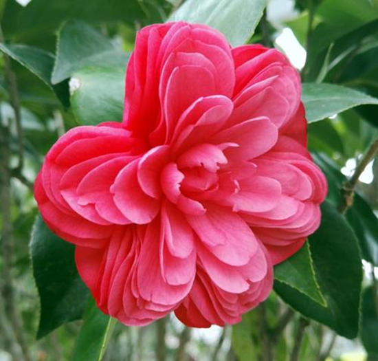 种出有质量的上品好茶花,最香最高雅四季能开花的茶花