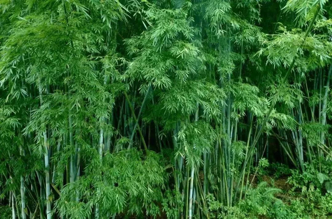 广州周边游增城民宿,广州增城旅游民宿推荐